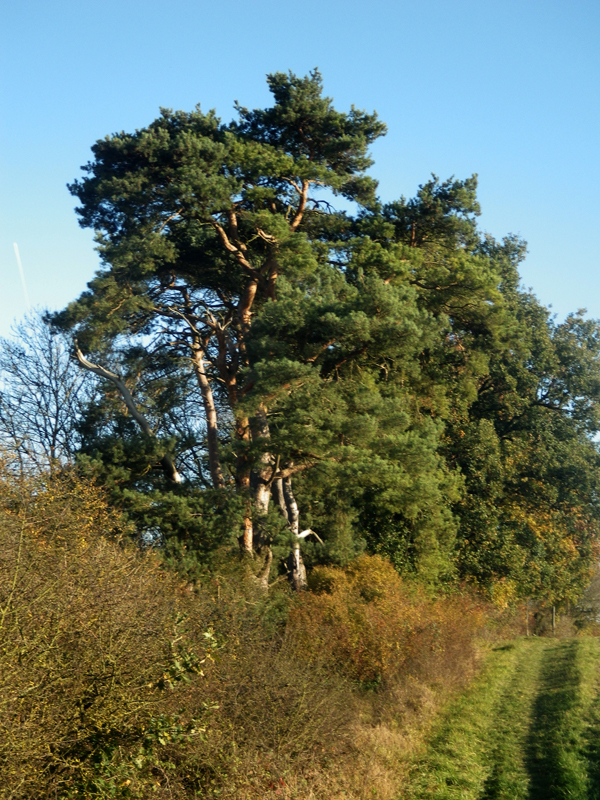 IMGP0692