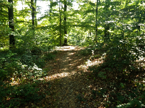 IMGP0561