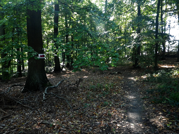 IMGP0563
