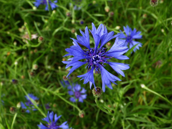 IMGP1608