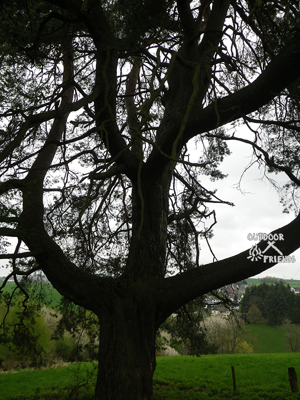 IMGP4187