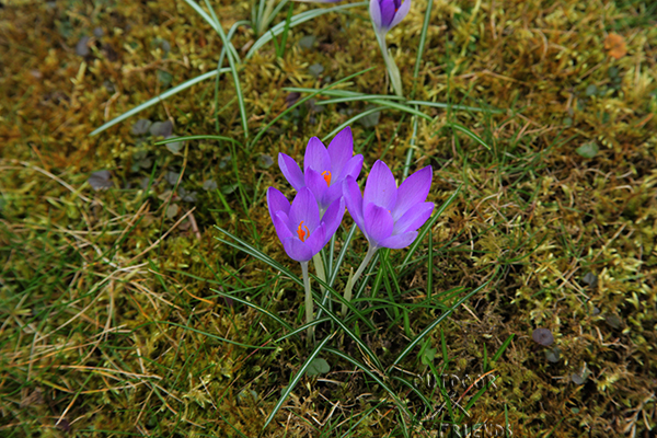 IMG_8342